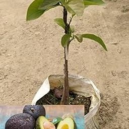 Avocado Plant with Green Leaves | 45 cm Tall |Special Black Hass Variety Avocado Plant | Healthy Live Plant,''Fruit After 1 Year''(pack of 1) A_3-image-89