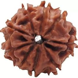 9 Mukhi Rudraksh Rudraksh Rudraksha Bead,Certified, Original Rudraksh Bead/Natural Rudraksha Bead (Brown) with Certificate and Puja Instructionsx90-picture-34