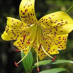 SVG® Tiger lily Flower Bulbs for planting home gardening Pack of 2 bulbs (YELLOW)-image-12