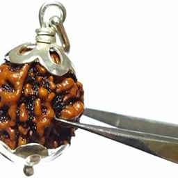 3 Mukhi Rudraksha Original Certified 3 Mukhi Rudraksha Nepali 3 Face Rudraksha Original Nepal Teen Mukhi Rudraksha Pendant Lord Shiva 3 मुखी रुद्राक्ष Three Mukhi Rudraksha 3 Mukhi Rudraksha By Certified Gems-39