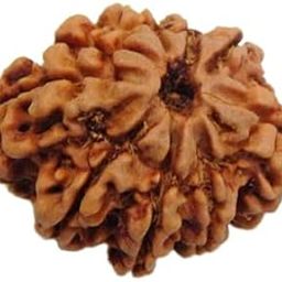 MAA Shakti GEMS Natural 9 Mukhi Rudraksha IGL Lab Certified Genuine Nine Face Rudraksha for Make Pendant Mala Attractive नौ मुखी रुद्राक्ष Nepali Beads Superb Nau Mukhi Rudraksha-17