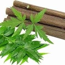 SHIVJI RAM SIINI - Natural Neem Datun Chewing Sticks, Traditional Teeth Cleaning, Pack of 10-image-32