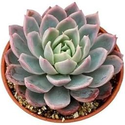 Seedtree Vishnu Kamal -Succulent Live Plant Indoor Outdoor-image-91