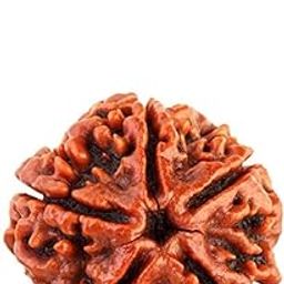 La Belleza 5 MUKHI Face Rudraksha Bead Original for Men & Women (5 MUKHI Face Rudraksha Bead)-picture-11