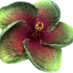 Futaba Hibiscus Flower Seeds - Green and Pink - 50 Pcs-image-91
