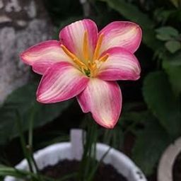 SVG® Rain lily Flower Bulbs Imported Holland Vearty for Your Home and Gardening Pack of 10 Bulbs (CREAM WITH PINK)-image-39