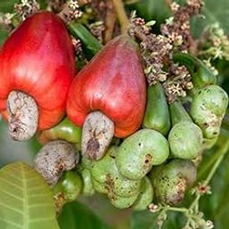 OhhSome Live Plant Cashew Nut Kaju Rare Exotic Plants Garden Plant(1 Healthy Live Plant)-image-80