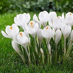 Radha Krishna Agriculture Crocus Saffron White Pretty & Aromatic Flower Bulb | Pack of 1 Bulbs for Gardening.-image-10