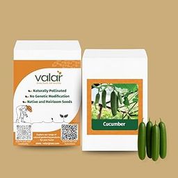 Valar Cucumber Seeds | Non-GMO, Cool & Crisp | Raita-Ready in 50 Days! (Cucumber)-image-63