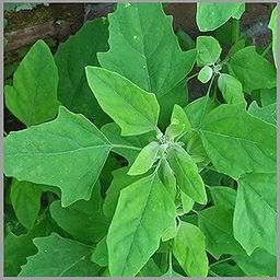 chakravarthy keerai Seeds (Chenopodium album) (Pack of 250 Seeds)- GardenHunt-image-68