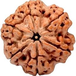 Cheh Mukhi Rudraksha Original 6 मुखी रुद्राक्ष 6 Mukhi Rudraksha Original Certified by Lab 6 Face Rudraksha Original Nepal for Bracelet Lord Shiva-43
