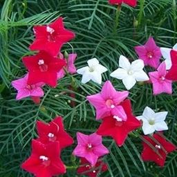 SRI SAI FORESTRY Cypress Vine Seeds Creeper Plant (Ipomoea Quamoclit - Humming Bird Creeper Flower Seed) - Pack of 100-image-13