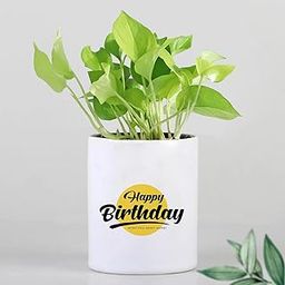 Vibrant Green Golden Money In Happy Birthday Printed Ceramic Pot | Indoor Plant | Home Décor |Gifts|Airpurifying Plant-image-40