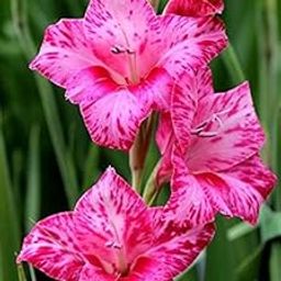 Imported Variety Gladiolus, Sword Lilly Flower bulbs Hybrid mix colour For Home Gardening pack of 6 flower bulbs-image-82