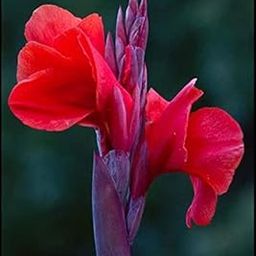 Radha Krishna Agriculture™ Imported Excellent Quality Mix Colour Canna Lily, Canna indica Flower Bulbs for Home Outdoor Gardening Plants Flowering Bulbs (Pack Of 2)-image-17