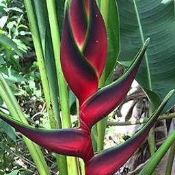 Heliconia Imported Flower Bulbs for Home and Gardening Pack of 1 bulbs (RED)-image-78