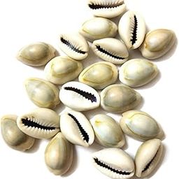Authentic Cowrie Shells Essential Kawdi for Laxmi Puja & Rituals Multifunctional Use Kodi (Set of 21)-image-130