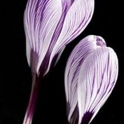 Radha Krishna Agriculture® Crocuss Have High Ornamental Value/Crocuss symbolize Eternal Love/Rare Garden Flowers/Crocus Bulbs/Greening Flowers/Multicolor Color Crocus bulbs-4 Bulbs-image-96