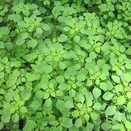 Acalypha Indica Fresh Roots/Cat Herb Kuppaimeni Natural Organic Roots - 30 Grams-image-51