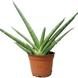 Sansevieria Cylindrica Bonsai Plant, Live Indoor Snake Plant-image-120