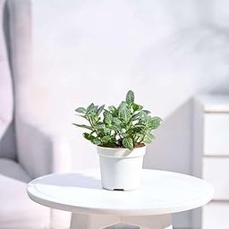 Plantoos Fittonia Green Nerve Live Plant with Pot-image-97