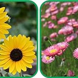 Aero Seeds Acroclinium Mix Color (50 Seeds) And Sunflower Tall (50 Seeds) Flower Seeds Pack-picture-18