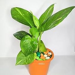 OIHOLO live money plants full combo set one pot,cocopeat,color stone-image-2