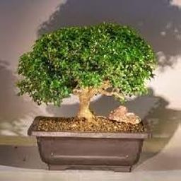 Real indoor plants for home decor,Kamini Plants for Garden Indoor (1 Live Bonsai Plant With pot)-image-44