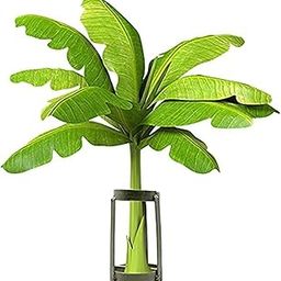 Puja N Pujari Banana Stem Stand Pack of 2 for Holding Banana plant-image-4