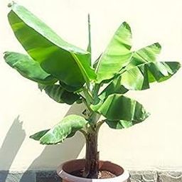 Creative Farmer Rare Home Bonsai Garden Plant- Lemon Heirloom Fruit Plant 1 Healthy Live Plant-image-83