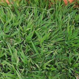 Imported Buffalo Grass Seeds for Home and Gardening (PACK OF 100 grm)-image-96
