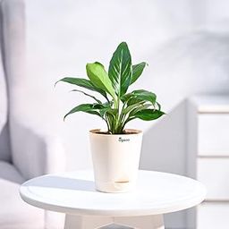 Ugaoo Peace Lily Live Plant with Self Watering Pot (Spathiphyllum Sensation)-image-40
