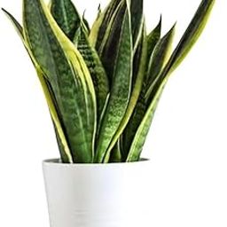 Snake Plant | Good Luck Snake Plant | Snake plant indoor live plant| Snake plant with pot | Office Desk Balcony | indoor plants for living room | indoor plant | snake plan bedroom-image-26