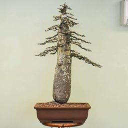 Green Paradise Operculicarya decaryi Elephant Tree Bonsai Suitable Small Sapling Tree Live Plant with Pot-image-42
