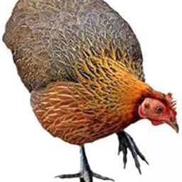 2xHen Garden Stake Gifts Realistic Animal Statue Stakes for Garden Patio Porch Style C-image-57