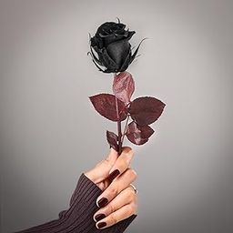 FlowerAura Love Special Romantic Forever Real Preserved Black Rose Flower For Birthday Gift, Anniversary Gift, Valentine's Day & Rose Day Gift For Boyfriend, Girlfriend, Wife & Husband-image-32