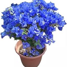 The Green Beach Live Bougainvillea Plant Live Blue Live Plant for Blue Bougainvillea (Pack of 1) Outdoor Garden Plant-image-34
