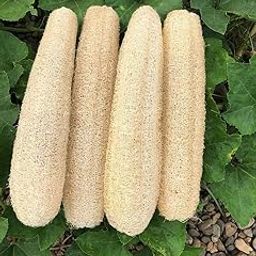 Natural Loofah - Experience gentle and effective exfoliation with our all-natural loofah body scrubber - promoting healthy, glowing skin and sustainability (Pack of 5)-image-80