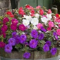 Achimenes ‘Mix’ Beautiful Flower Bulbs for Summer- Autumn Season-(Pack of 5 Bulbs)-image-65