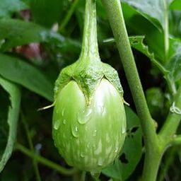 Hybrid brinjal plant live plant (Pack of 1)-image-45