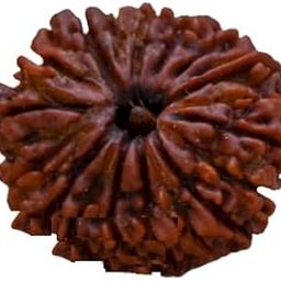 Real 21 Mukhi Rudraksha Original Nepali इक्कीस मुखी रुद्राक्ष 21 Faced Rudraksha Pendant Ekkis Mukhi Rudraksha Twenty One Face Rudraksha Twenty One Mukhi Rudraksha 21 मुखी रुद्राक्ष-49