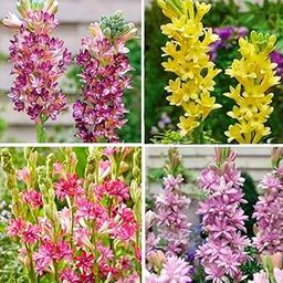 Tuberose bulbs double,rajnigandha double petal all season hybrid (Pack of 6 Multicolor bulbs)-image-7