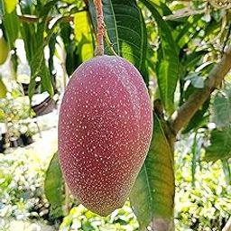 King Of Chakapat Mango Plant Original Healthy Pack of 1(Grafted Plant- 1-1.5 Feet Height)-image-36