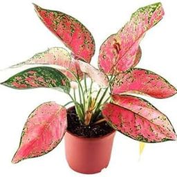 Live Plant Nursery NCR Aglaonema dud anyamanee, Aglaonema anyamanee (Green, Pink) - Plant-picture-21