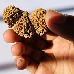 Trijuti Rudraksha Original Certified Trijuti Rudraksha त्रिजुटी रुद्राक्ष Nepali Rudraksha Trijuti Nepali Rudraksha Trijuti Rudraksh with Capping Big Size Trijuti Rudraksha by Certified Gems-picture-7