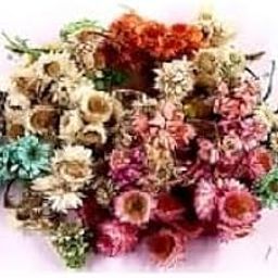 1 Box Real Mix Dried Flowers for Resin Jewellery Dry Plants Pressed Flowers Making Craft DIY Accessories-image-31