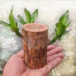 Brazilwood (Paubrasilia echinata) Live Plant – Unique Indoor Air Purifier, Feng Shui Good Luck Houseplant,1 Healthy Sapling, Easy Care Home Decor-image-28
