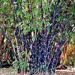 Nema Phyllostachys Nigra Bamboo Seeds-50 Pcs-image-88