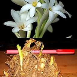 Rajnigandha Flowering Bulbs 1 Big Size Bulbs Fragrant Flowers Plant Seeds-image-62