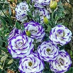 Oakwood Farms® Lisianthus Imported Flower Seeds for Home and Gardening Pack 30 to 40 seeds (PURPLE WITH WHITE)-image-115